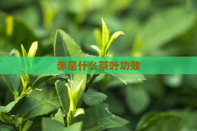 赤是什么茶叶功效