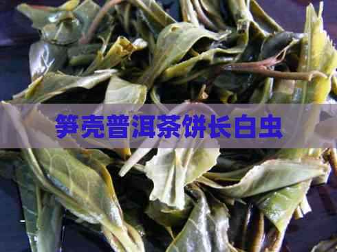 笋壳普洱茶饼长白虫