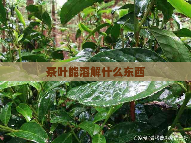 茶叶能溶解什么东西