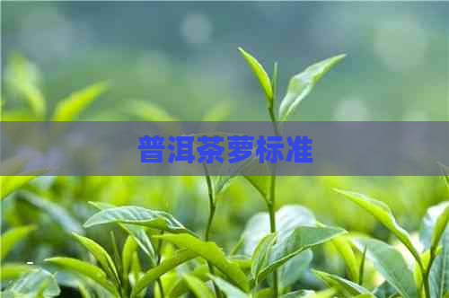 普洱茶萝标准