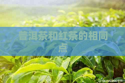 普洱茶和红茶的相同点