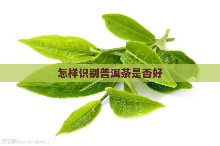 怎样识别普洱茶是否好