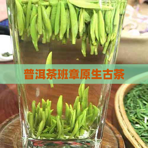 普洱茶班章原生古茶