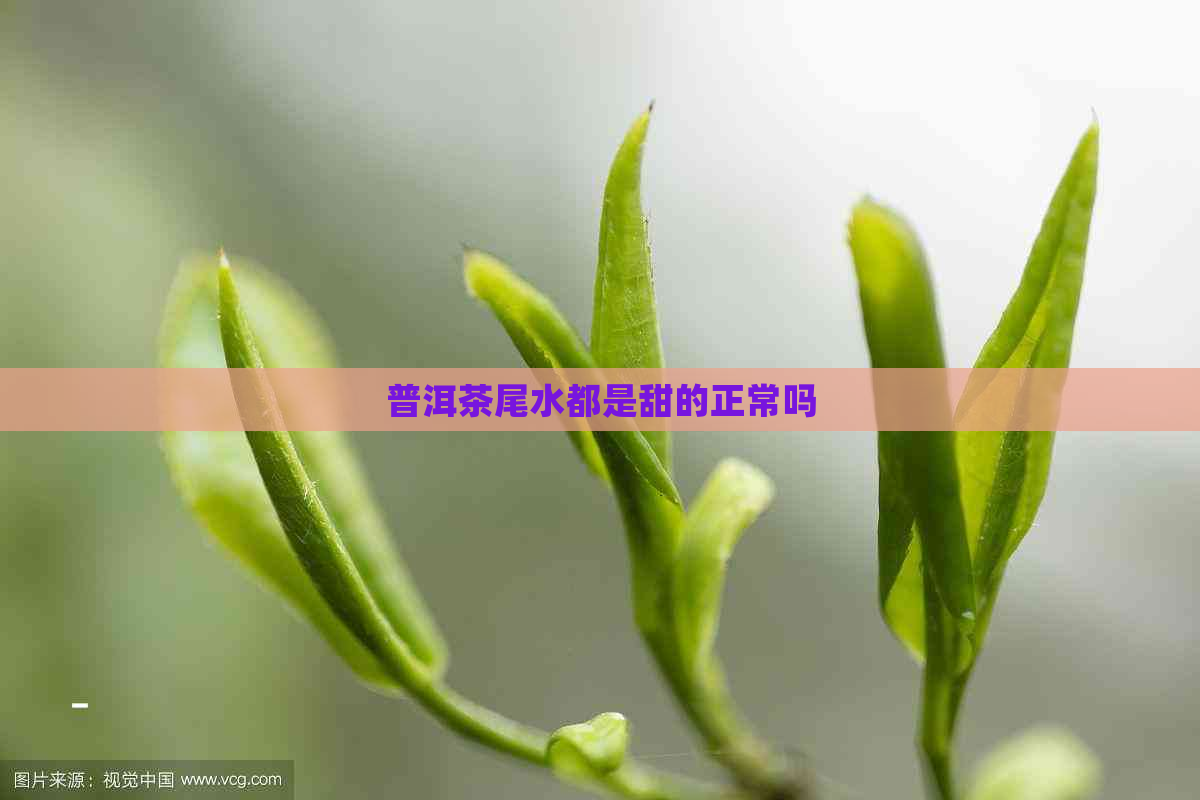 普洱茶尾水都是甜的正常吗