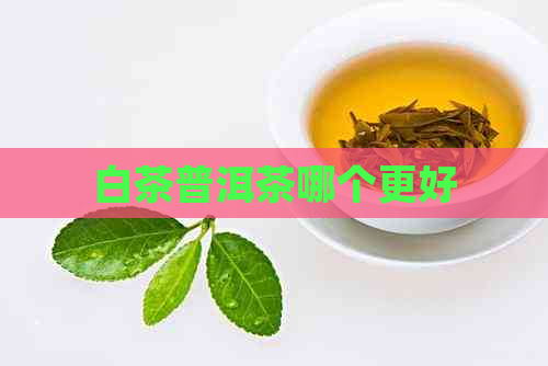 白茶普洱茶哪个更好