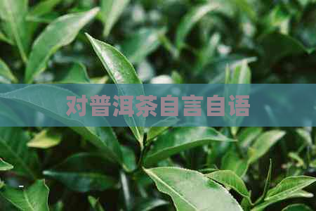 对普洱茶自言自语