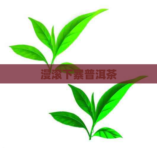 漫滚下寨普洱茶