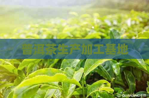 普洱茶生产加工基地