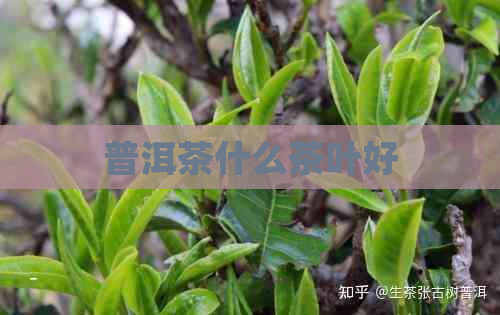 普洱茶什么茶叶好