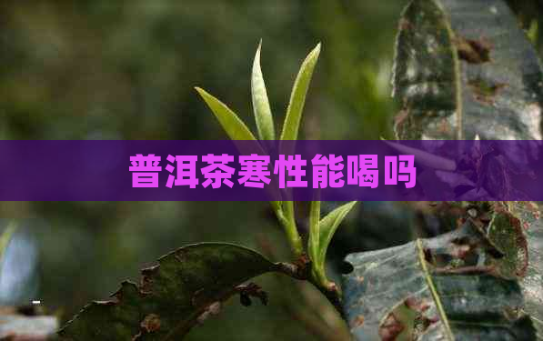 普洱茶寒性能喝吗