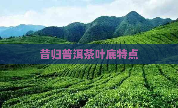 昔归普洱茶叶底特点