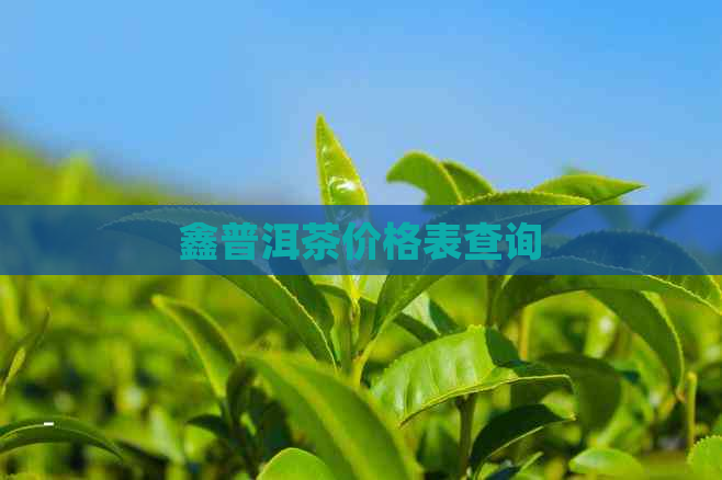 鑫普洱茶价格表查询