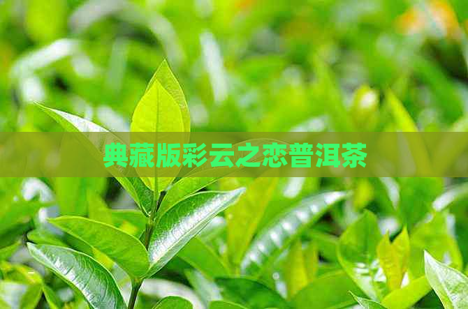 典藏版彩云之恋普洱茶