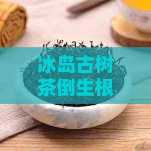 冰岛古树茶倒生根生茶