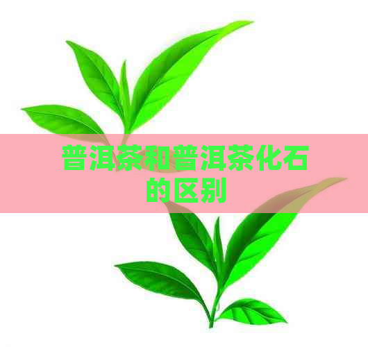 普洱茶和普洱茶化石的区别