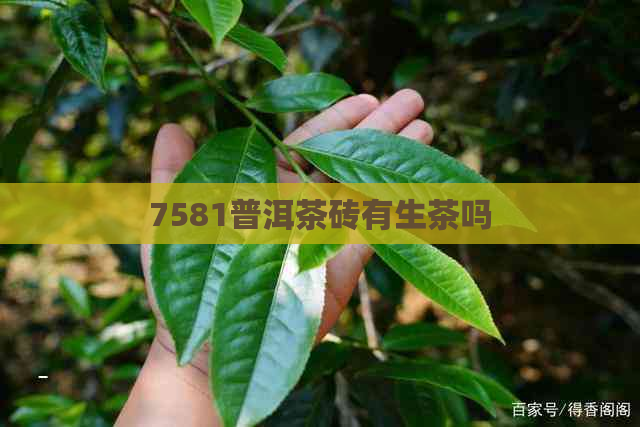 7581普洱茶砖有生茶吗