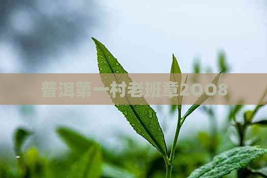 普洱之一村老班章2OO8