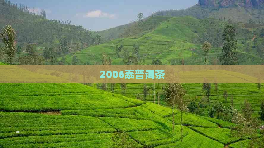 2006泰普洱茶