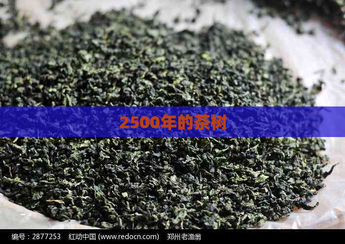 2500年的茶树