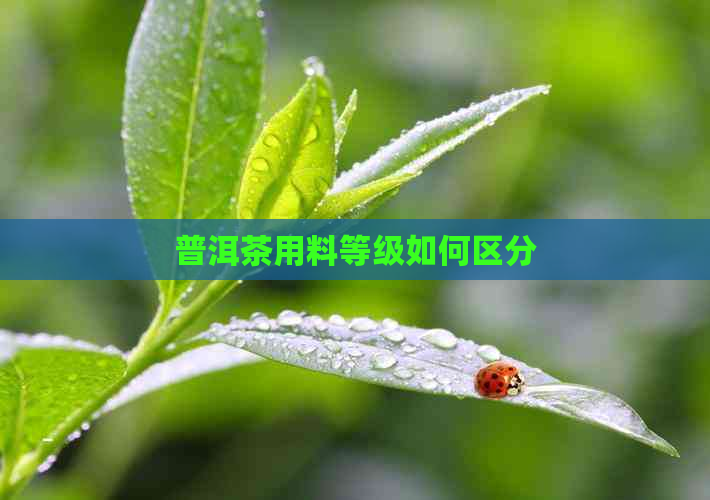 普洱茶用料等级如何区分