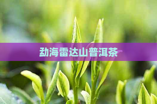 勐海雷达山普洱茶