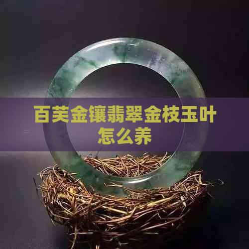 百芙金镶翡翠金枝玉叶怎么养