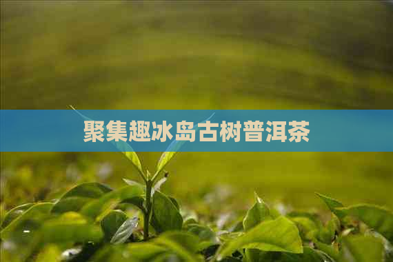 聚集趣冰岛古树普洱茶