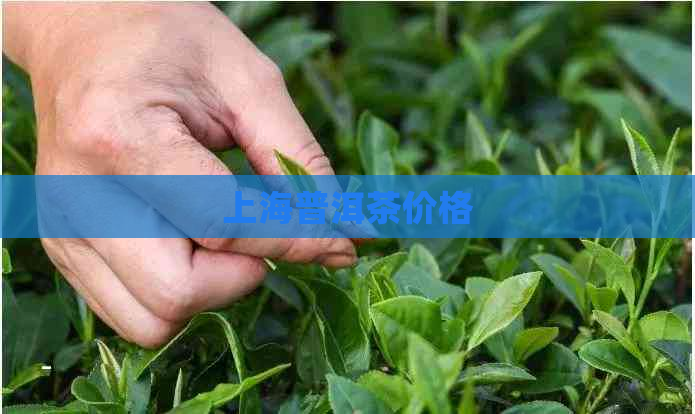 上海普洱茶价格