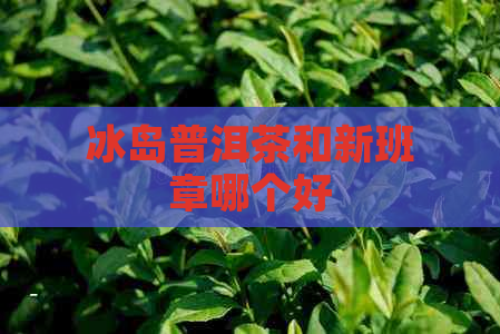 冰岛普洱茶和新班章哪个好