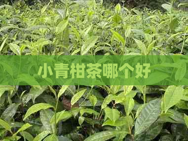 小青柑茶哪个好