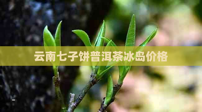 云南七子饼普洱茶冰岛价格