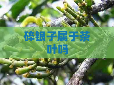 碎银子属于茶叶吗