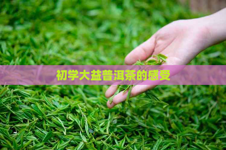 初学大益普洱茶的感受