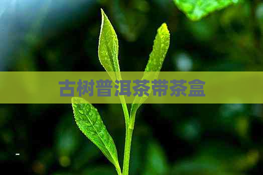 古树普洱茶带茶盒