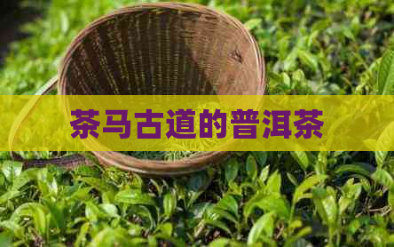 茶马古道的普洱茶