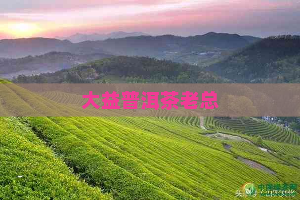 大益普洱茶老总