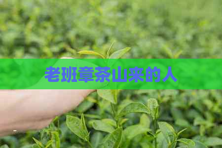 老班章茶山来的人