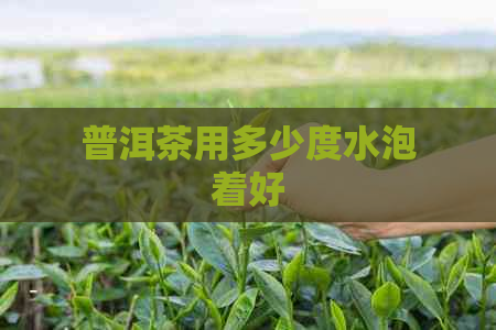 普洱茶用多少度水泡着好