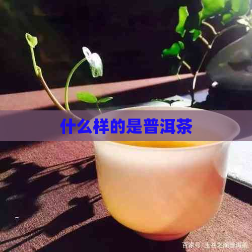 什么样的是普洱茶