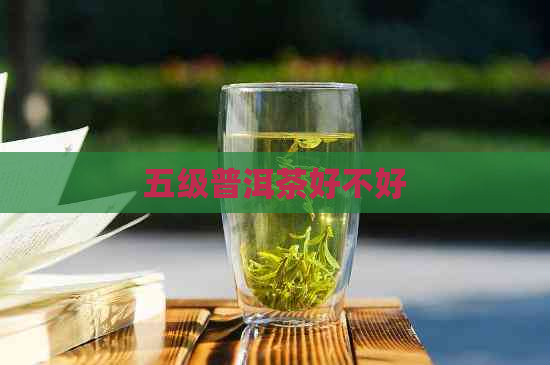 五级普洱茶好不好