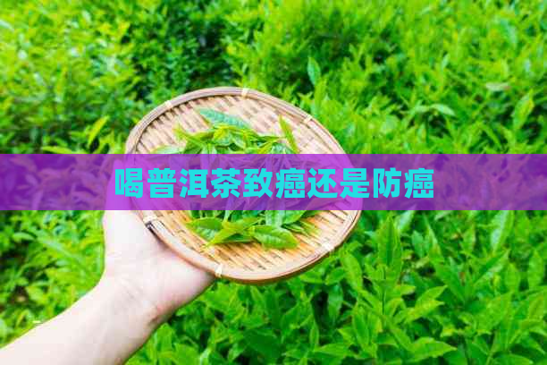 喝普洱茶致癌还是防癌