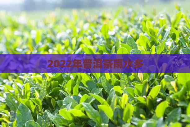 2022年普洱茶雨水多