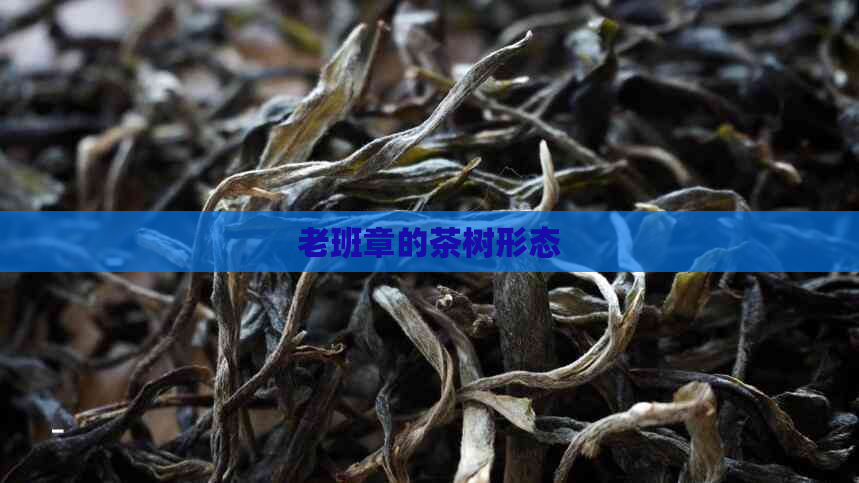 老班章的茶树形态