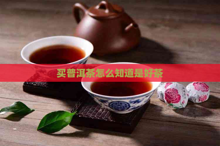 买普洱茶怎么知道是好茶