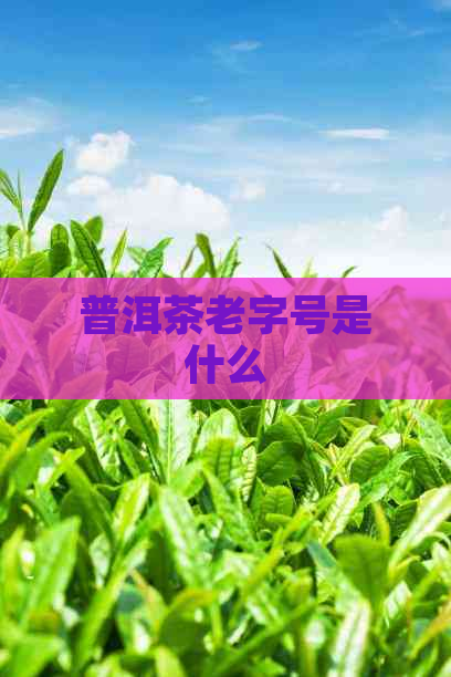 普洱茶老字号是什么