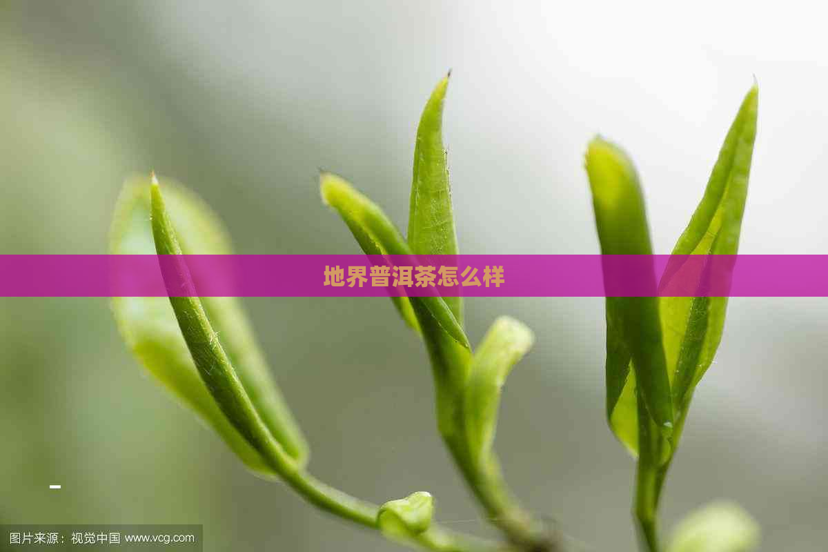 地界普洱茶怎么样