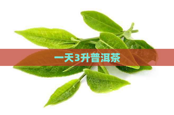 一天3升普洱茶