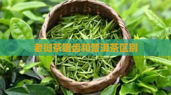 老挝茶锯齿和普洱茶区别