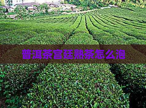 普洱茶宫廷熟茶怎么泡