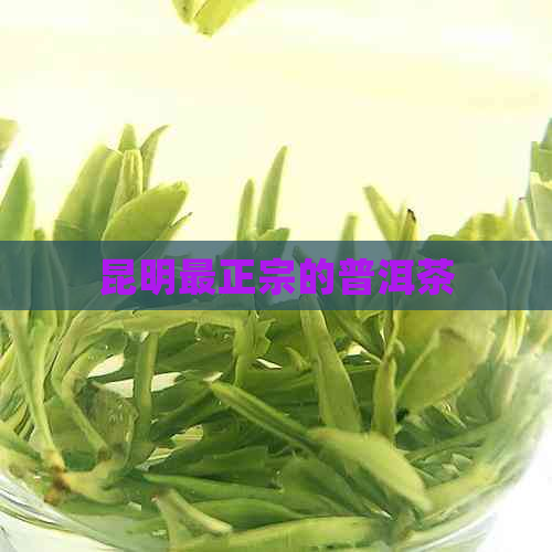 昆明最正宗的普洱茶